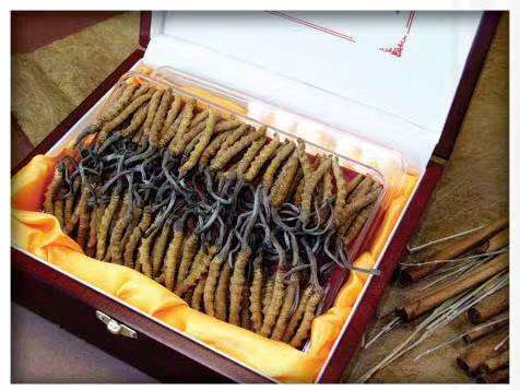 石城冬虫夏草回收